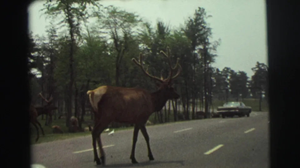 1971 Yellowstone home-movie frame showing a large antlered elk stepping across a paved road as a car approaches in the distance.