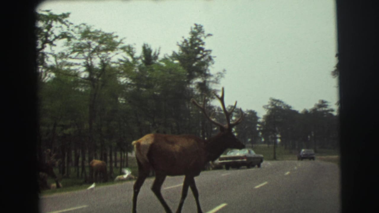 Antlered elk continues across a Yellowstone road in 1971, with roadside trees, grass, and classic cars visible behind it.