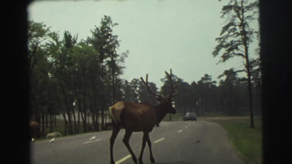 Large antlered elk crosses near a bend in a Yellowstone road, framed by pine forest and a distant vehicle.