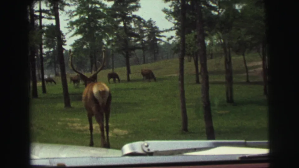 From a car-window view in Yellowstone, an elk stands near the vehicle while other elk graze in open grass among trees.