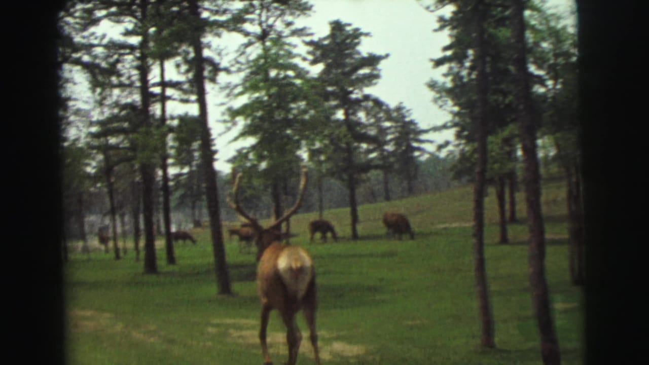 Bull elk seen from behind in a grassy pine field with other animals grazing nearby.