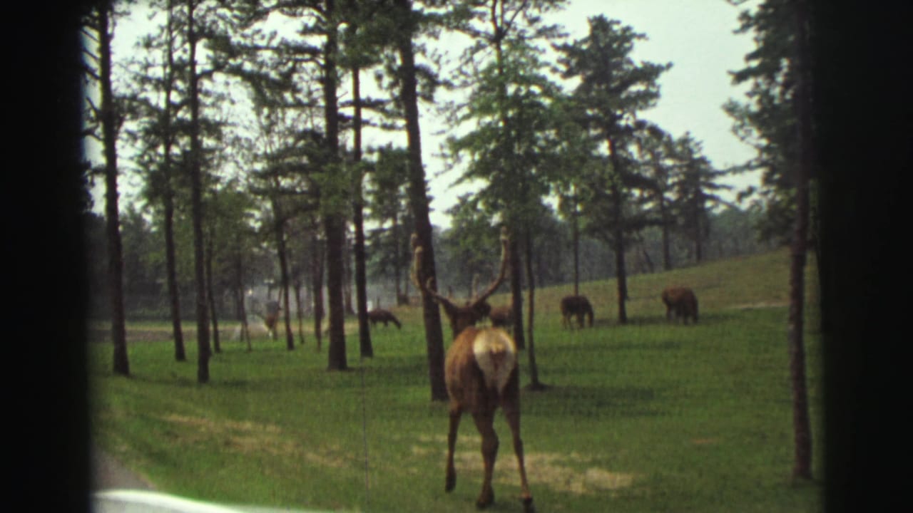 Wide 1971 wildlife frame showing a bull elk from behind in a grassy pine landscape, with more animals scattered behind it.