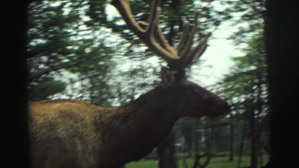 Close 8mm frame of a bull elk in profile, its antlers crossing the bright sky and trees as the handheld camera moves.