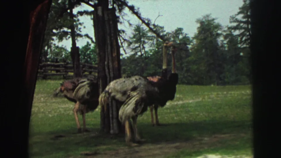 1971 home-movie frame showing two ostriches near pine trees and a rustic wooden fence in a grassy managed setting.