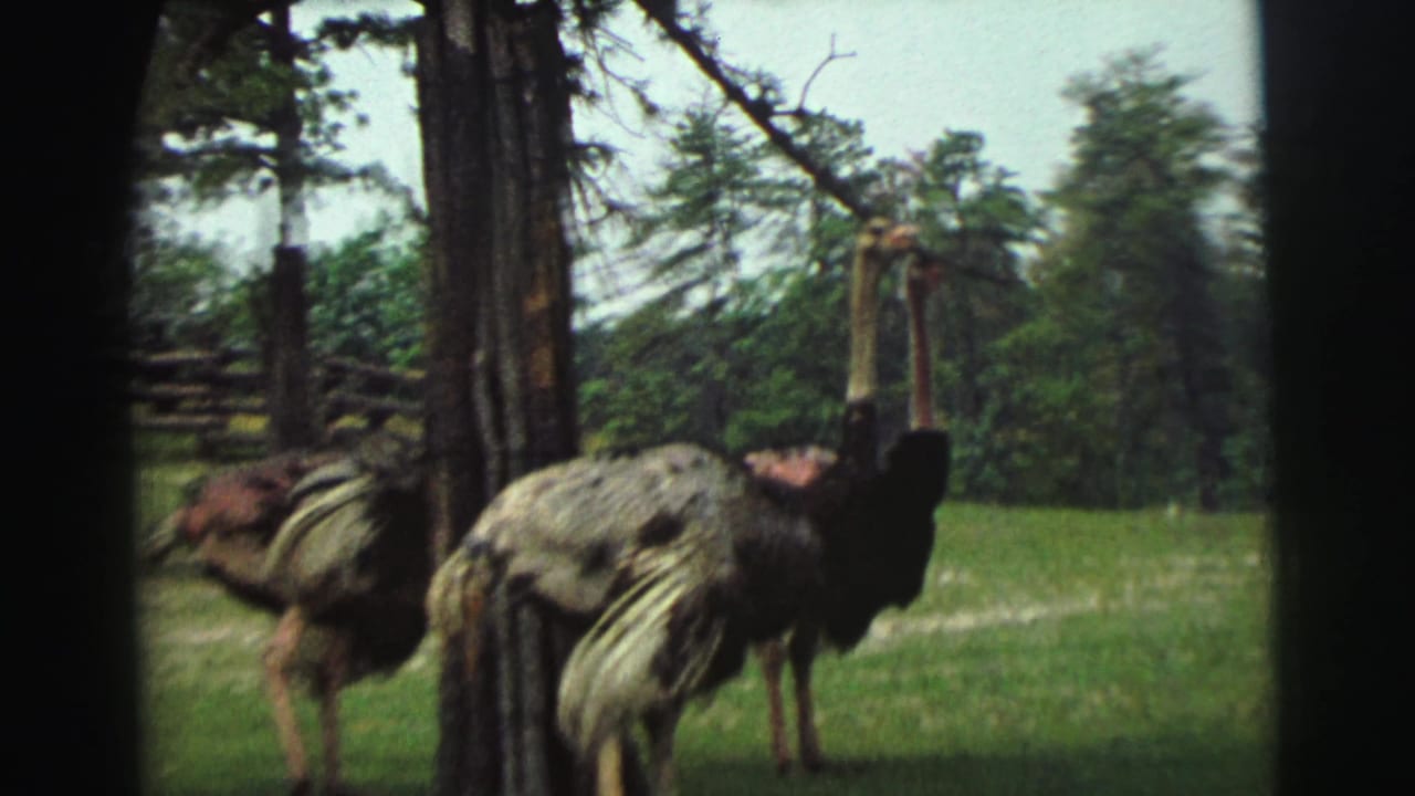Two large birds stand in a grassy enclosure beside trees and a wooden fence.