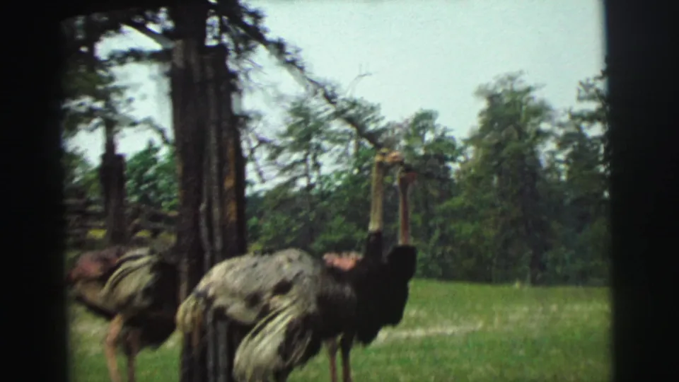 1971 8mm Yellowstone-area home-movie frame showing ostrich-like birds in grass, with trees, fence, and soft handheld framing.