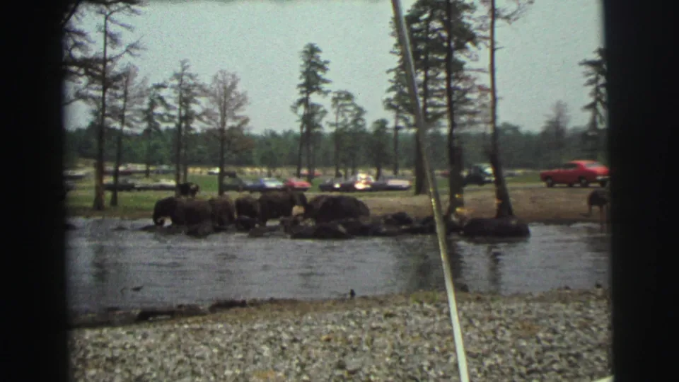 1971 8mm Yellowstone-area frame showing elephants by water, shoreline gravel, trees, and parked cars in the distance.