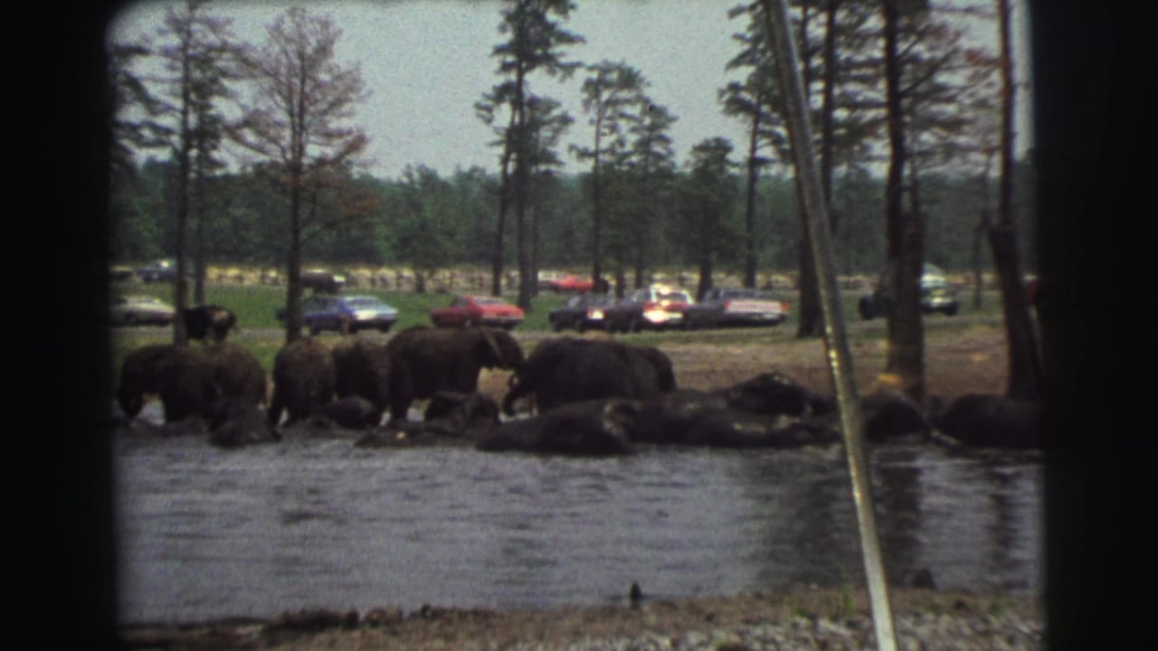 Elephants gather at a shallow pond with classic cars and pine trees beyond the enclosure.