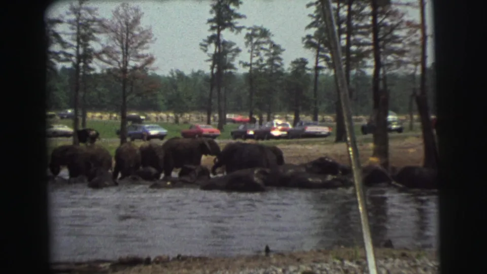 1971 Yellowstone Wyoming home-movie frame showing elephants by shallow water, with parked classic cars and pine trees in the background.