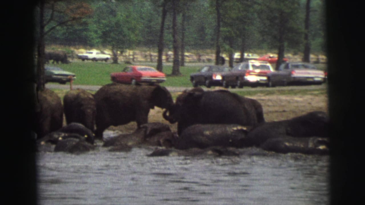 Closer view of elephants standing and lying beside water, with cars visible behind trees.