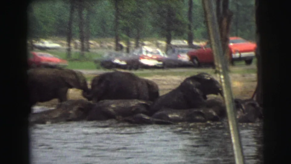 Soft 8mm frame from the Yellowstone Wyoming clip showing elephants along shallow water with 1970s cars beyond the enclosure.