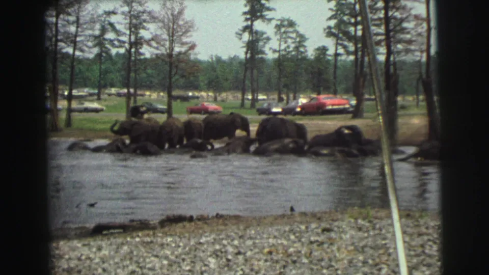 Wide 1971 Yellowstone Wyoming home-movie view of elephants at a shallow pond, framed by gravel, pine trees, and parked cars.