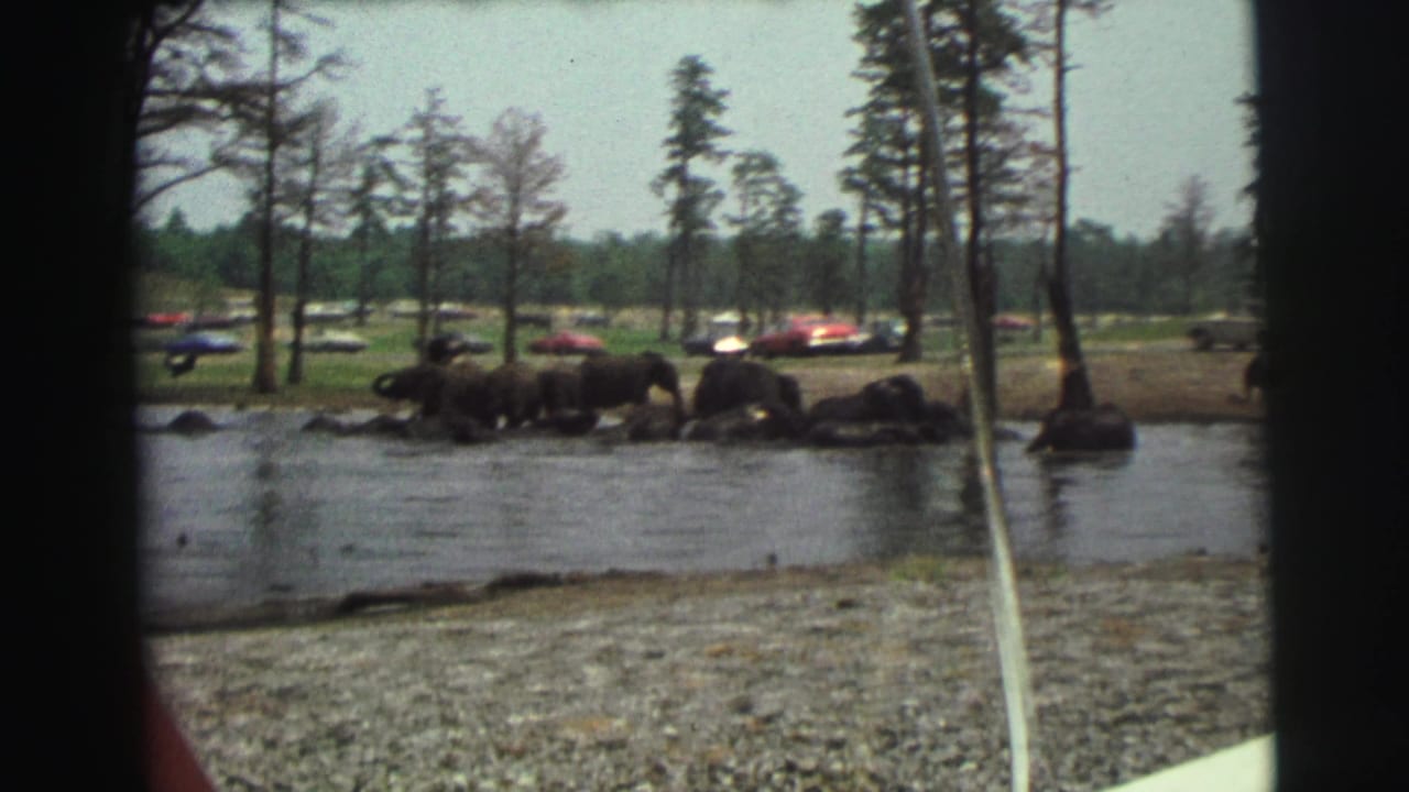 Rhinos near water with trees and parked cars in the background.