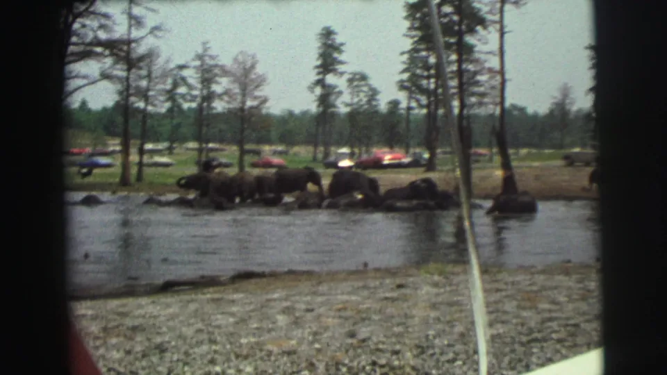 1971 8mm frame of rhinoceroses near a water edge in a grassy enclosure, with trees and distant parked cars visible.