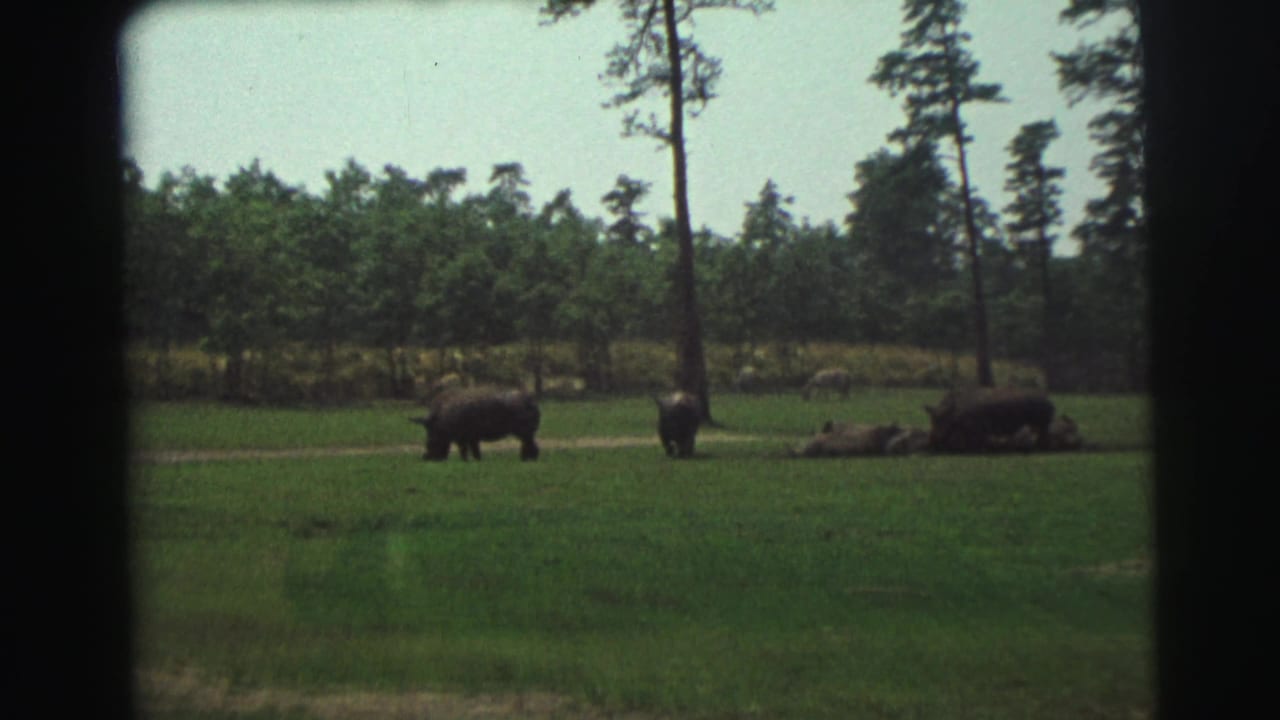 1971 Wyoming home-movie frame showing rhinos spread across a grassy enclosure bordered by tall trees.