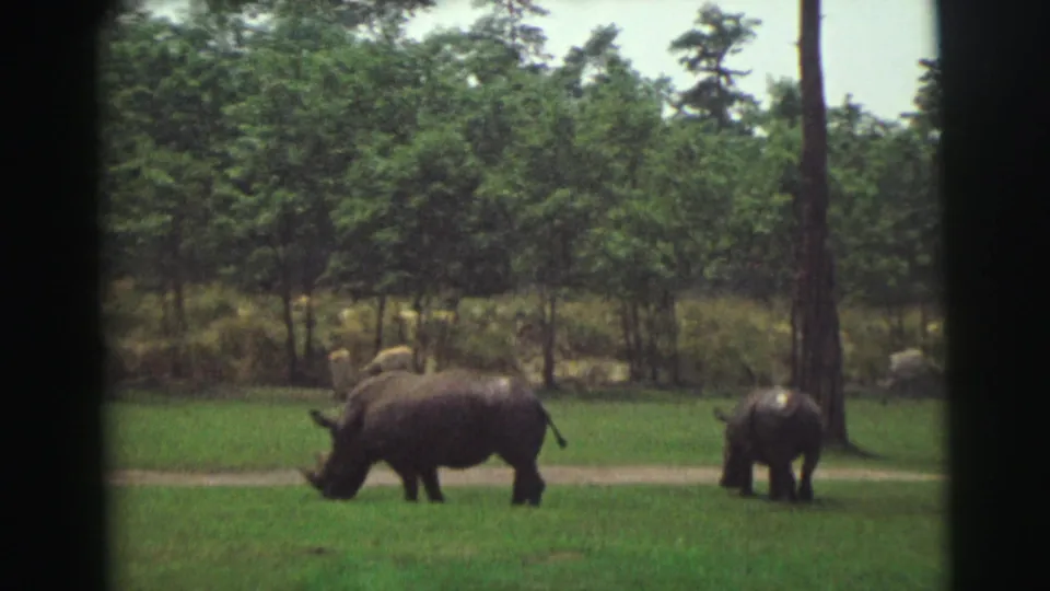1971 8mm frame of two rhinoceroses grazing in a green field, with a narrow path and dense trees behind them.
