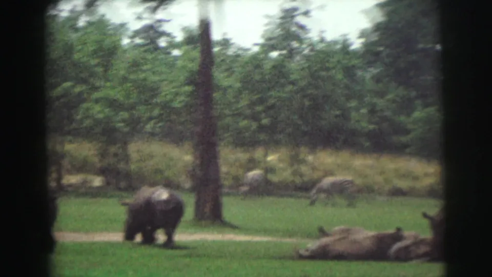 1971 Wyoming 8mm frame showing rhinos grazing and lying down in a grassy enclosure with trees in the background.