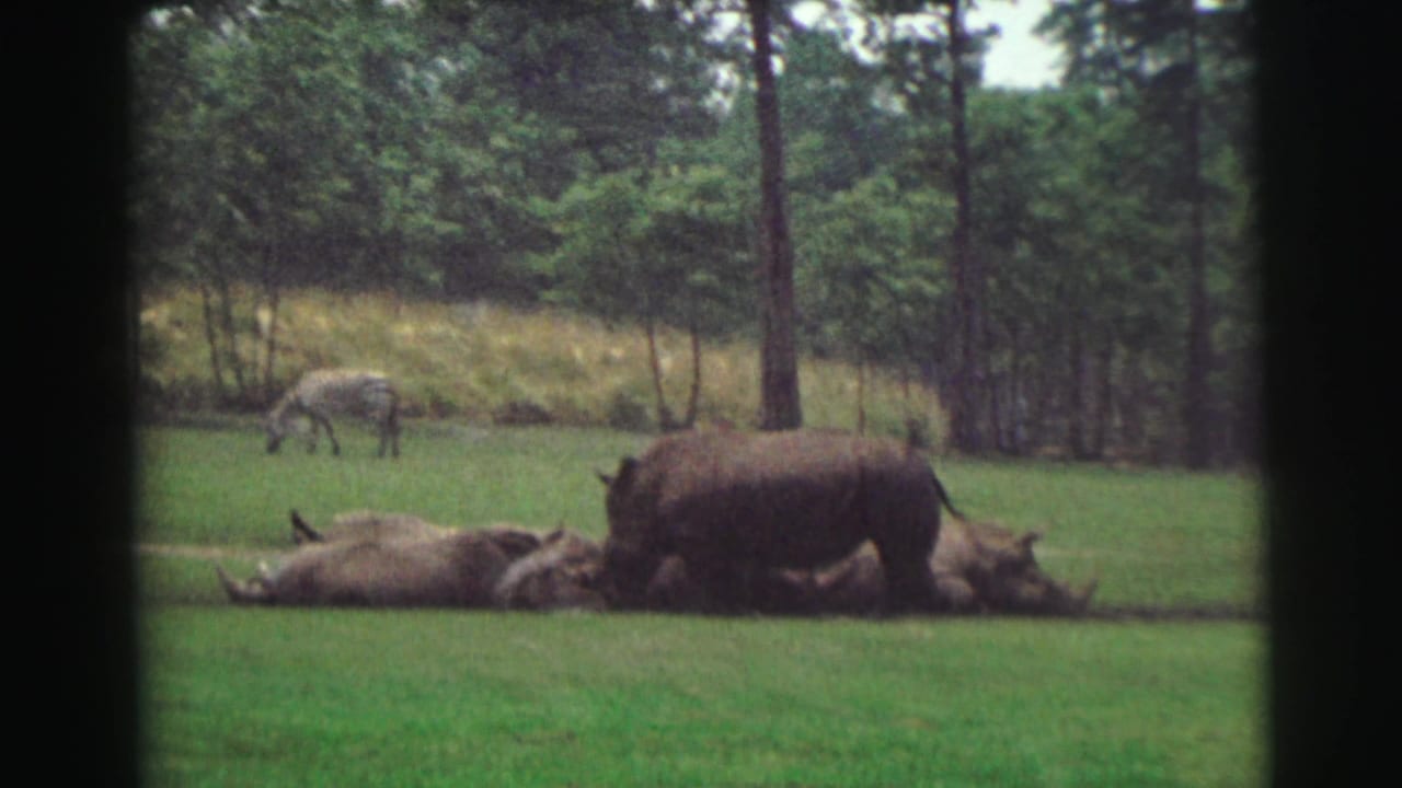 Rhinos resting and standing in a grassy tree-lined enclosure.