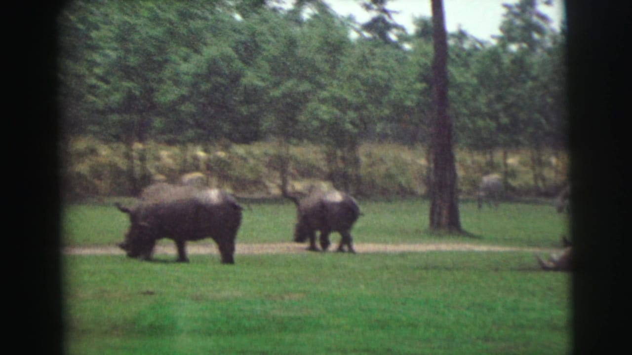 Two rhinos move through a grassy enclosure in the 1971 Yellowstone, Wyoming home-movie footage.