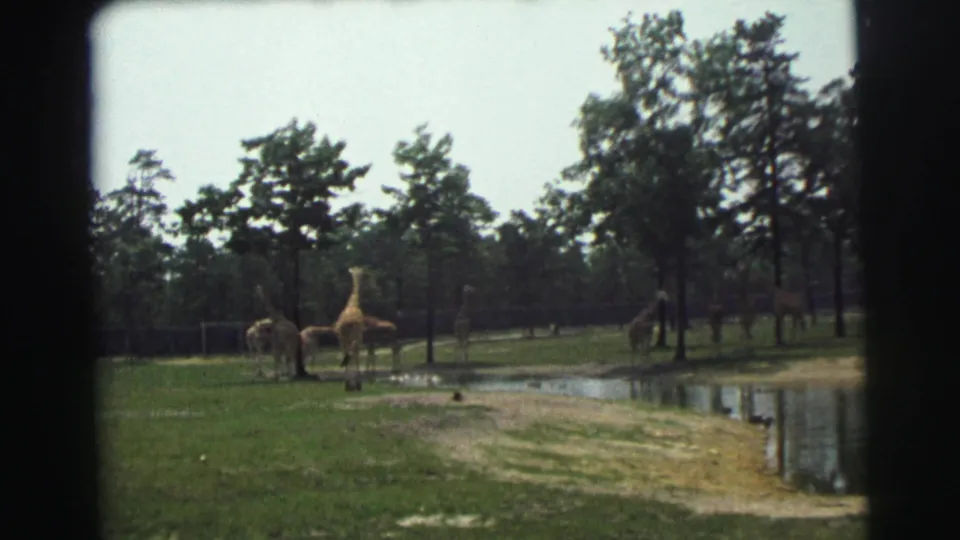 Giraffes gather near a small pond in the 1971 Yellowstone, Wyoming animal-park footage.