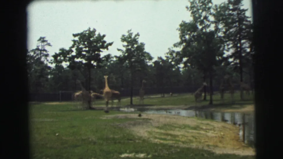 A group of giraffes stands near the pond edge in the 1971 Yellowstone, Wyoming home-movie clip.