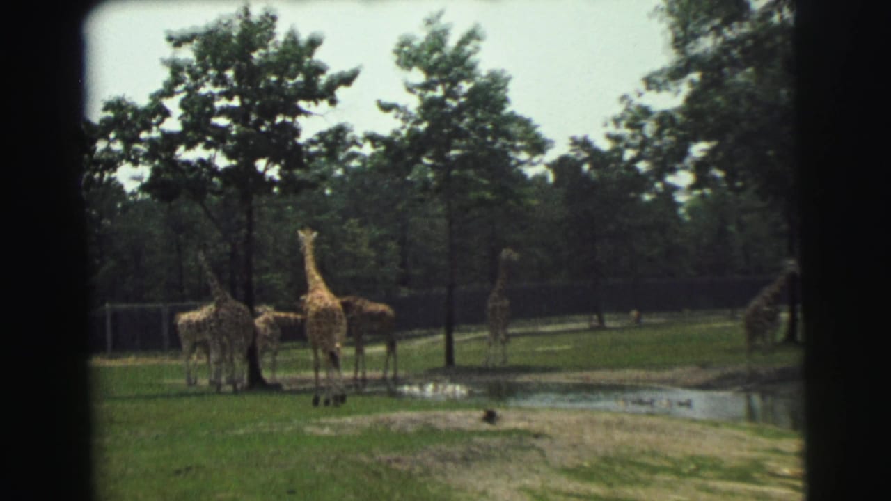 Several giraffes stand in a grassy enclosure near a small pond and trees.