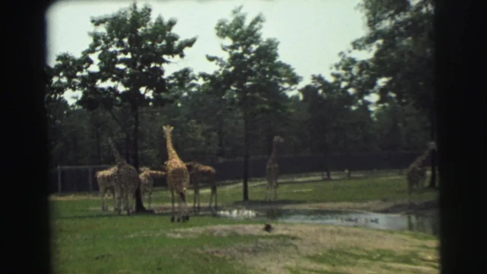 1971 8mm home-movie frame of giraffes in a fenced grassy enclosure near pond water and trees, location stated as Yellowstone, Wyoming.