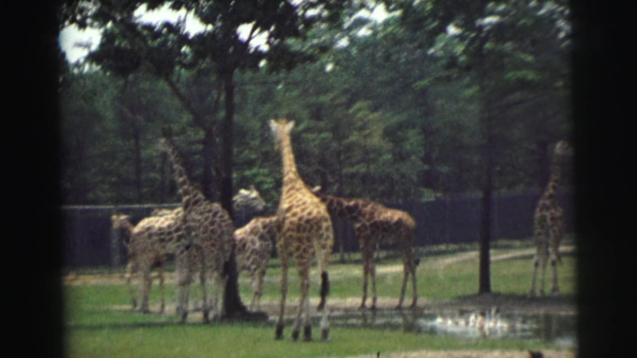 Giraffes cluster near a pond in a fenced enclosure, with trees and soft 8mm film grain visible in the background.