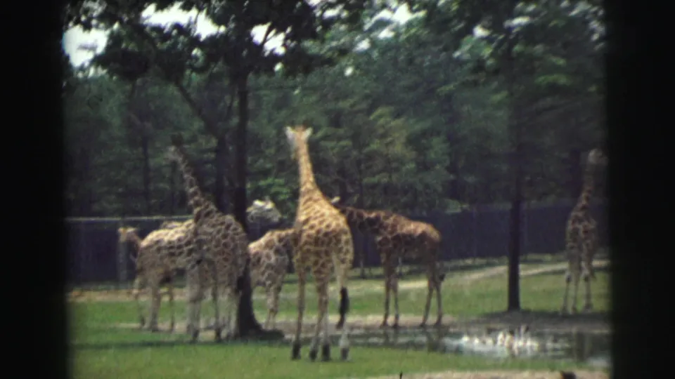 Giraffes cluster near a pond in a fenced enclosure, with trees and soft 8mm film grain visible in the background.