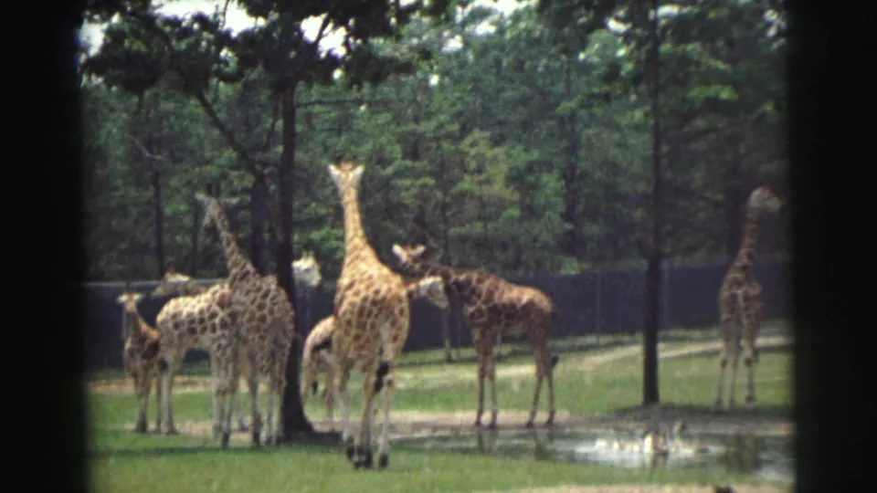 Several giraffes, including a taller light-colored animal, stand near pond water in a grassy fenced habitat on 8mm film.