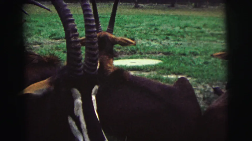 The final 8mm frame shows a close view of horned hoofed animals in the foreground, with grass and pond water behind them.