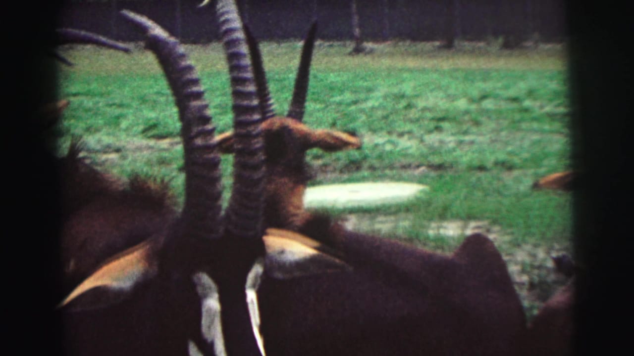 Horned antelope clustered near grass with dark frame borders around the view.