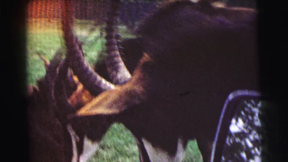 Close 1971 8mm frame of antelope heads and tall ringed horns, with the herd crowded near the camera in a grassy enclosure.