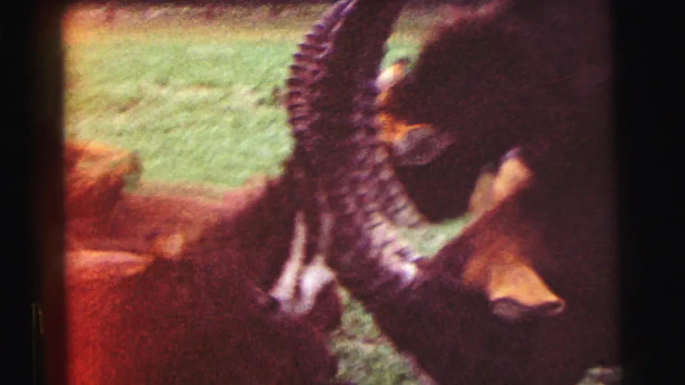 Warm, faded 8mm frame of oryx-like antelope with prominent curved horns, seen close together in a grassy Yellowstone-area enclosure.