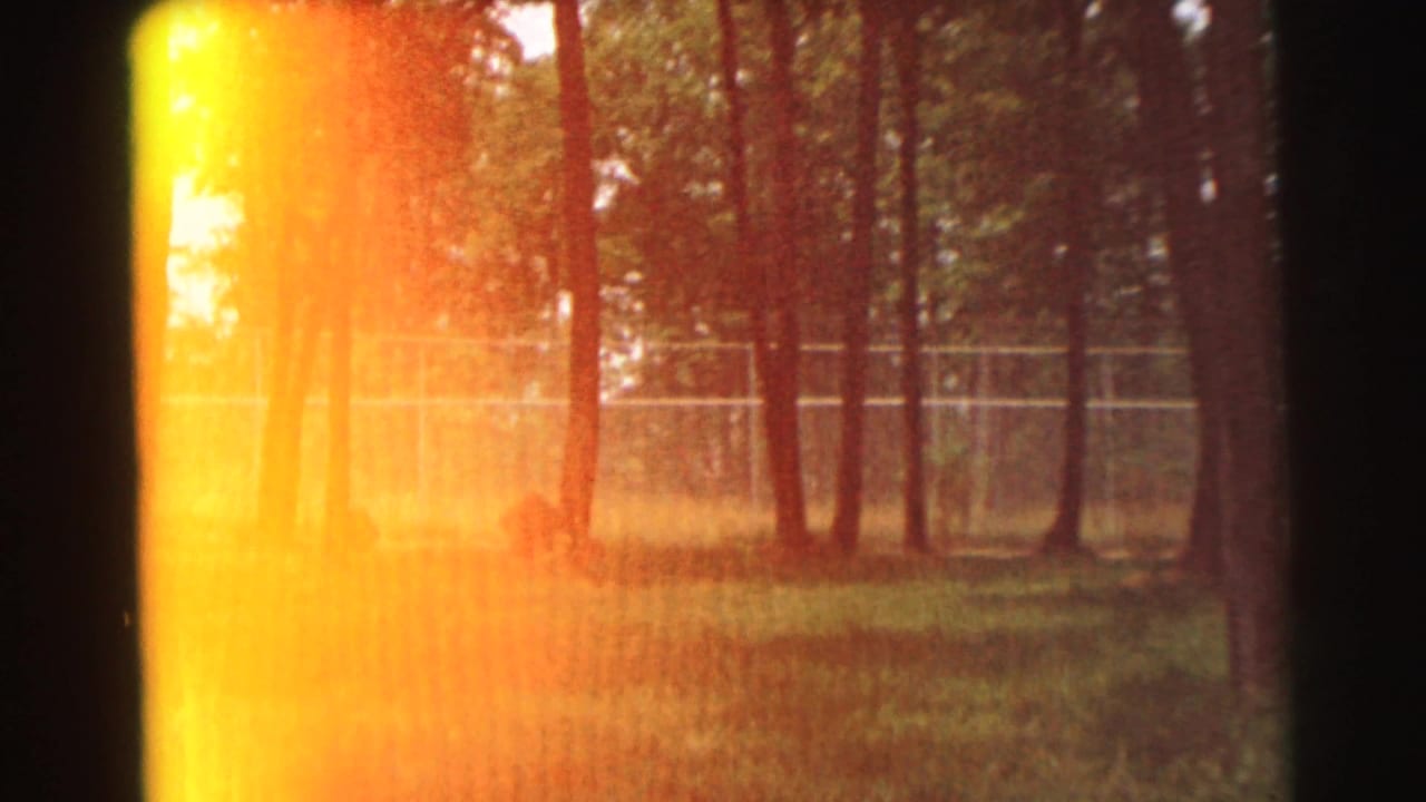 Tall trees and grass behind a strong yellow-orange film flare.
