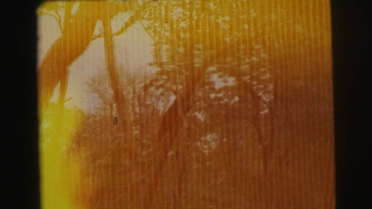 Warm orange 8mm frame with faint trees and heavy light leak at the edge.