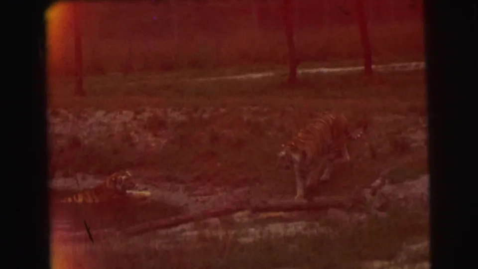 Two tigers appear in a fenced enclosure in the 1971 Yellowstone footage, one standing near water and another lower at left, with strong red fading.