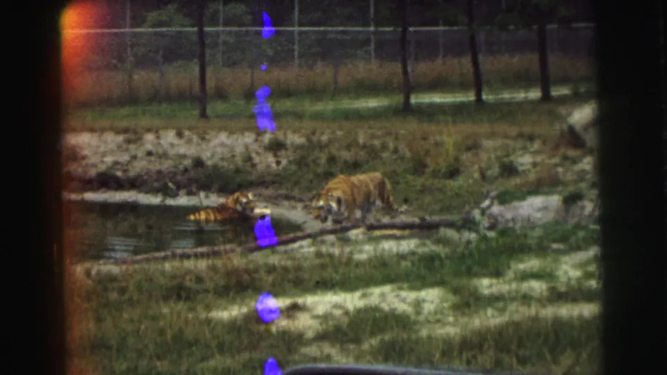 A tiger walks beside water in a fenced Yellowstone enclosure while another rests nearby, framed from inside a car with a side mirror visible.