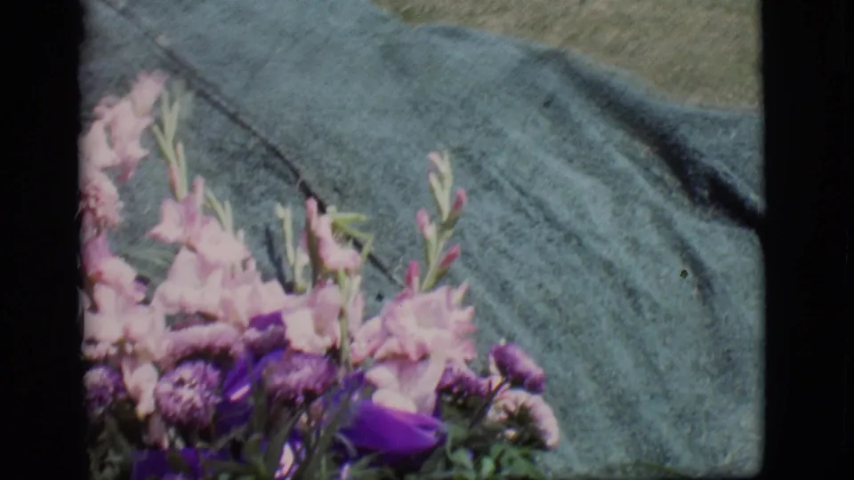 Final close frame of the 1966 Des Moines graveside flowers, with pink blooms and purple ribbon against a dark green covering.