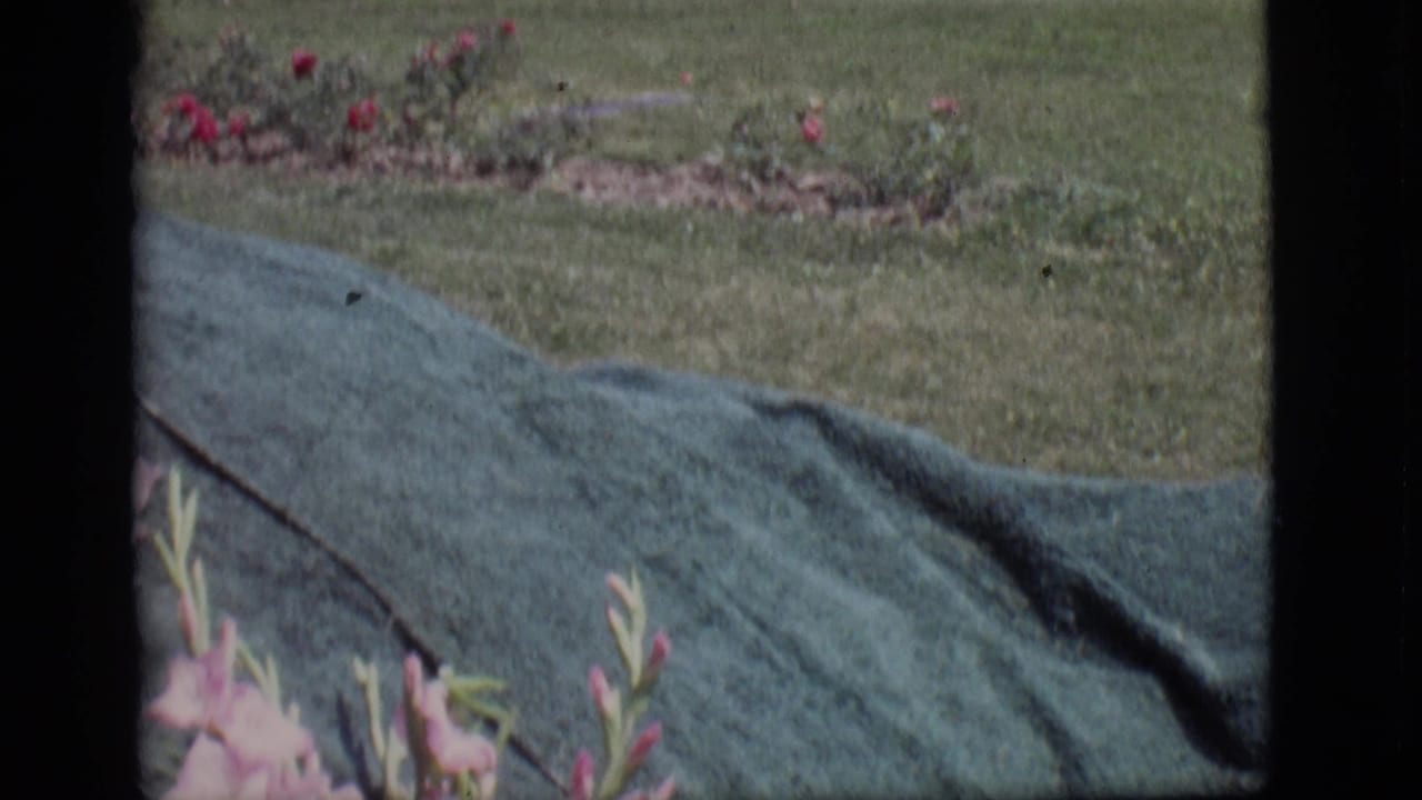 Close view of pink flowers and green fabric on landscaped grounds in 1966 Des Moines home-movie footage.