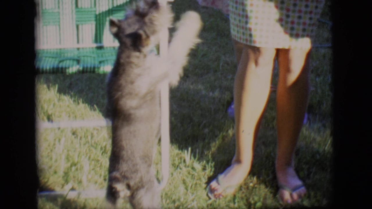 Small terrier standing on hind legs beside an adult in a checkered dress on a sunny lawn.