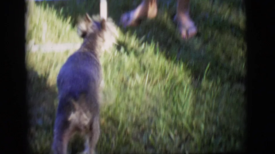 The terrier stands on the grass facing adults' legs in a Des Moines backyard, with soft focus and 8mm home-movie color.