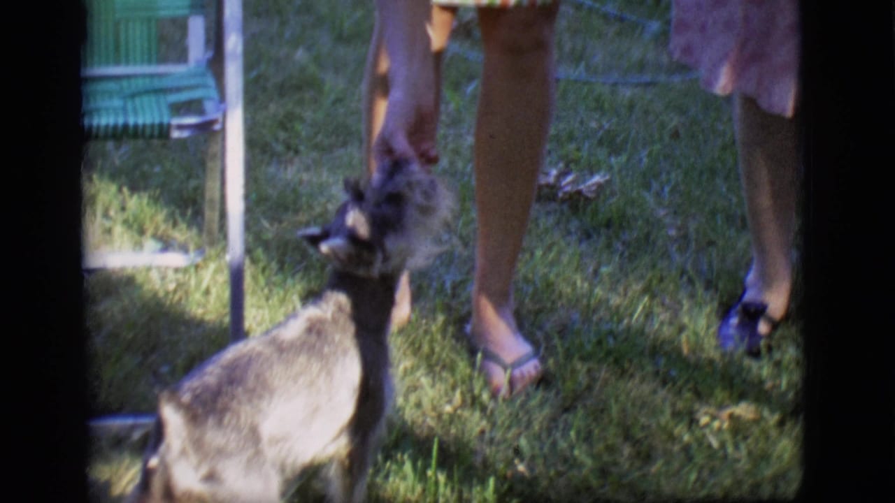 Small gray dog stands on grass near women's legs and a green folding chair.