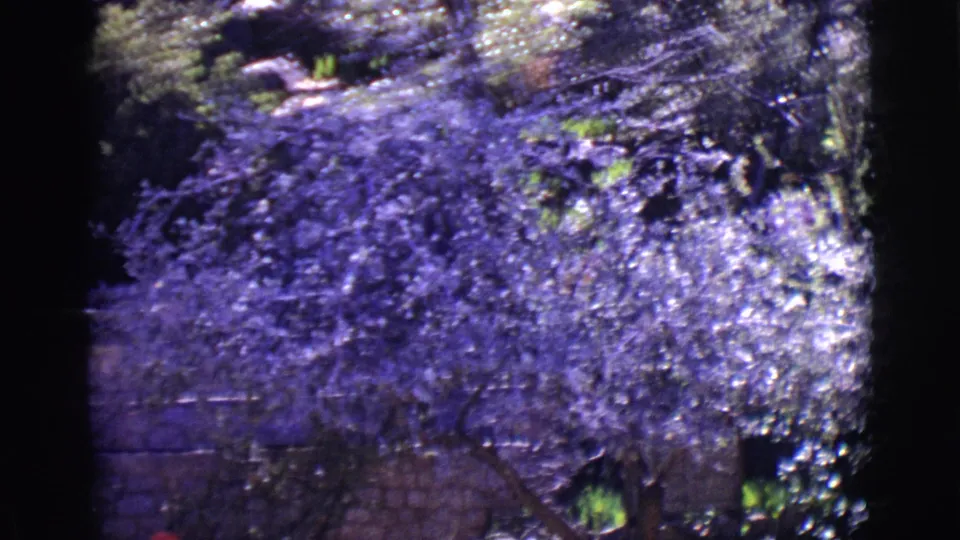 Aged 8mm frame showing dense foliage over a stone wall in San Luis, Colorado, with a small partial figure near the lower left.