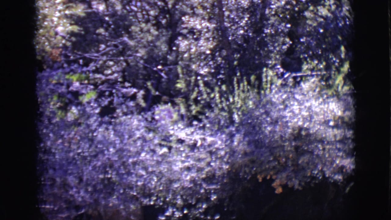 Purple-toned garden foliage with dark shadows and black 8mm frame edges.