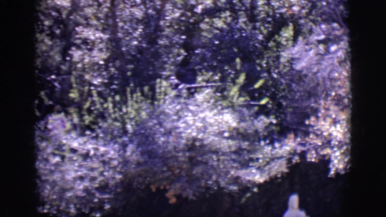 Sunlit foliage above a dark lower garden area with a small pale form at bottom right.