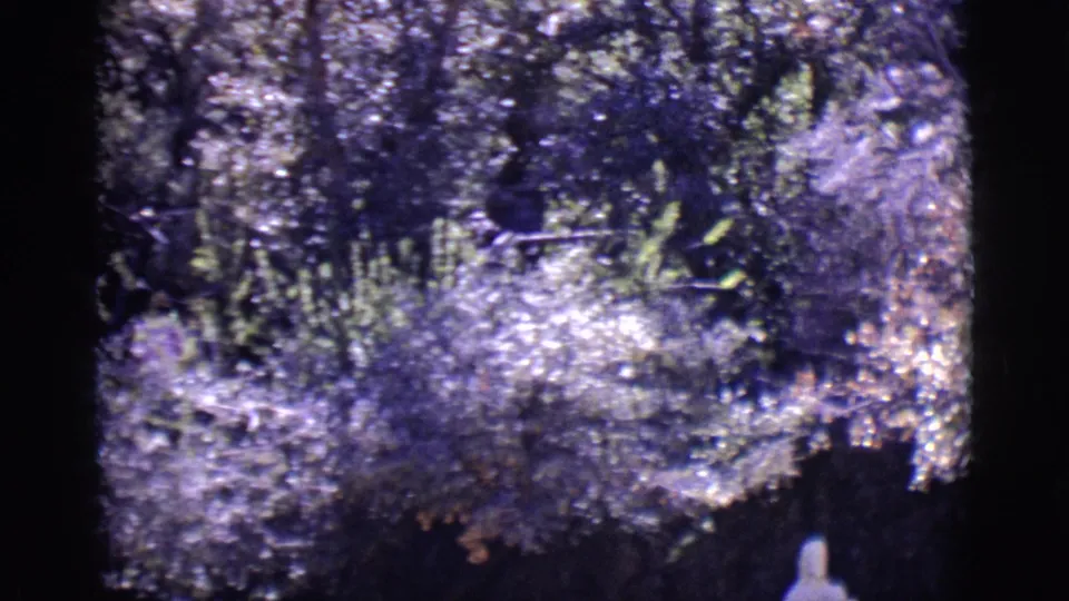 1965 San Luis, Colorado garden view with purple-shifted leaves and a small pale figure or statue partly visible low in frame.