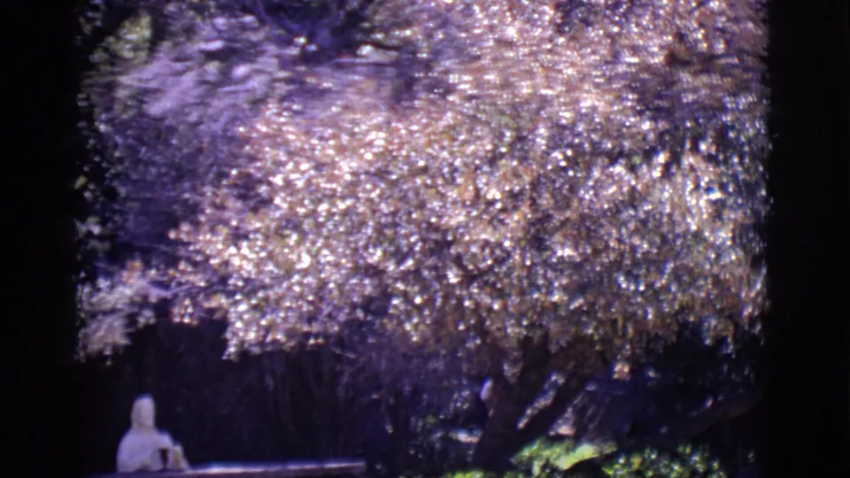 1965 8mm frame from San Luis, Colorado showing a woman in a light dress seated under a broad tree beside hedges.