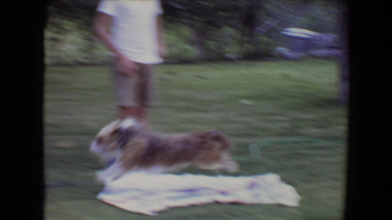 In this 1961 Flagstaff, Arizona 8mm frame, a small light brown and white dog runs across a grassy backyard near the legs of a partially visible adult.