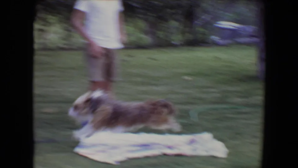 In this 1961 Flagstaff, Arizona 8mm frame, a small light brown and white dog runs across a grassy backyard near the legs of a partially visible adult.